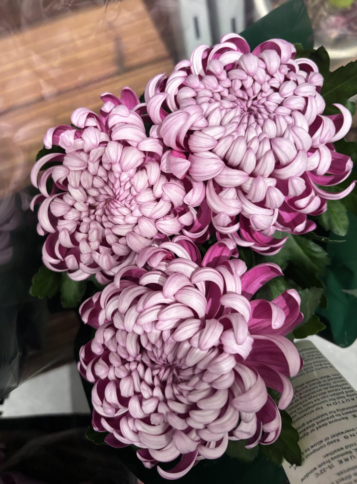 These colours are magnificent
