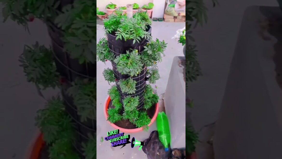 marigold tower 2!#youtubeshorts #youtube #ytshorts #yt #shorts#flowers #gardening #ytshorts #ytshort