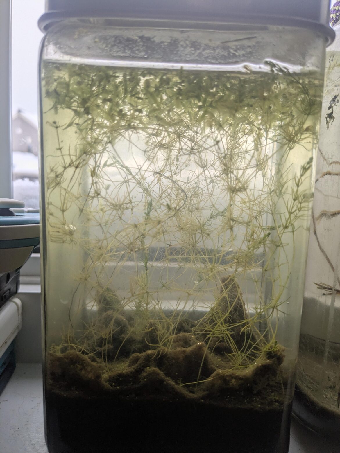 My tank just randomly started getting lumpy, any ideas what caused it, 4y/o jar