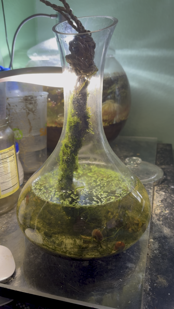 Update on the rope wick moss. 6 weeks in and the moss started to grow. I was hoping for it but didn’t expect much. I’m glad I gave it a try.