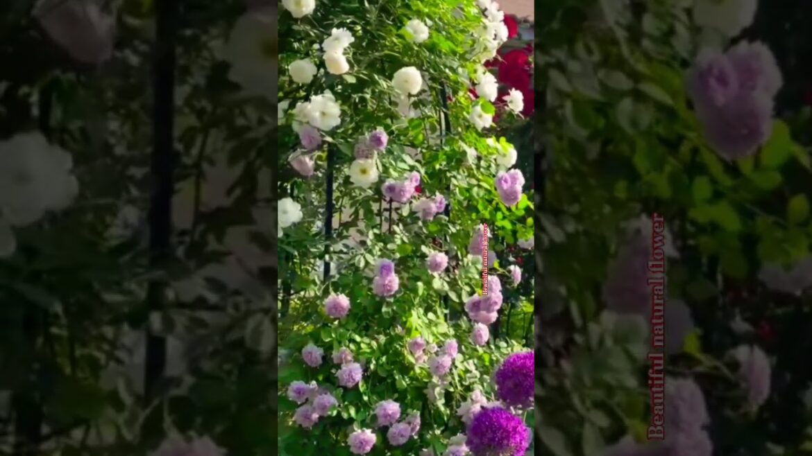 Easy and beautiful flower gardens #flowers #flower #plantsofindia #gardendesign #love #nature#garden