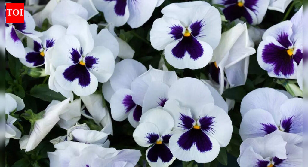 9 colourful winter flowers for balcony garden that bloom in January