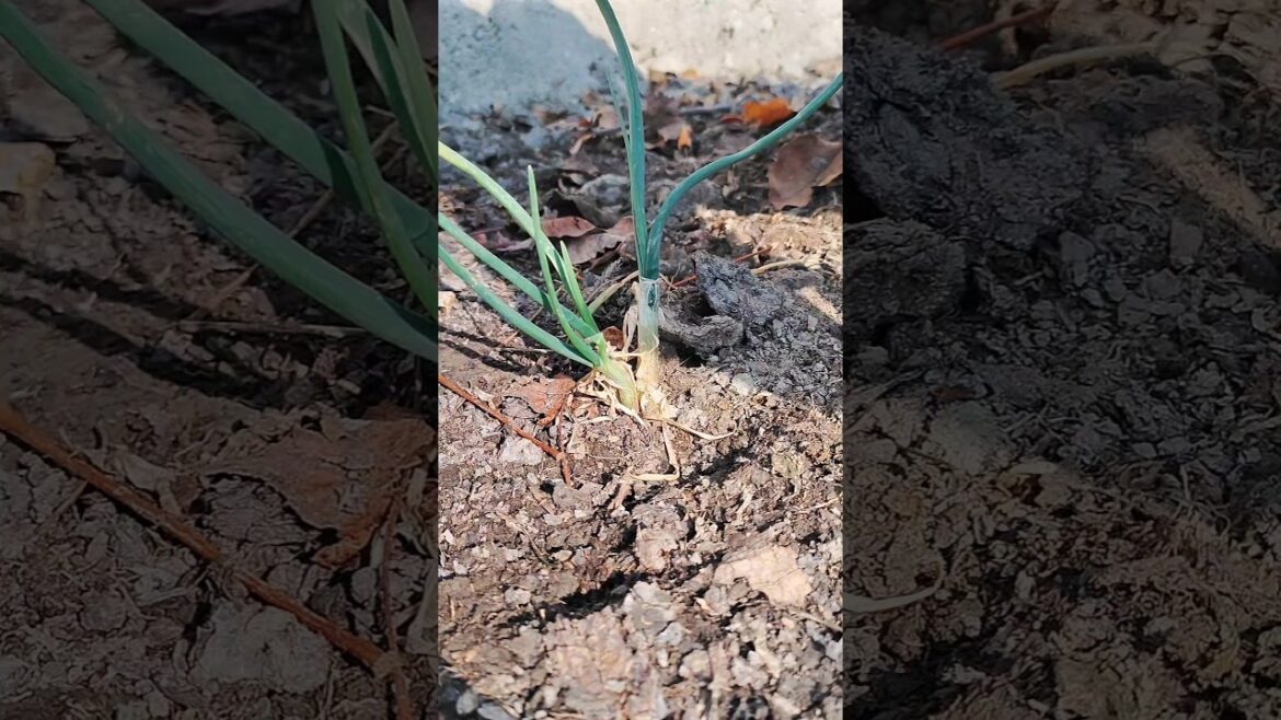 spring onions #vegetables spring onions #vegetables