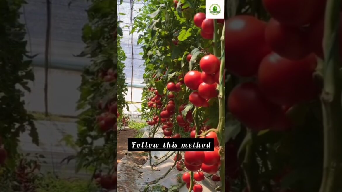 Prune Tomatoes Wrong Yield Drops 10x vegetable | planting tips | agriculture gardening tips | garden Prune Tomatoes Wrong Yield Drops 10x vegetable | planting tips | agriculture gardening tips | garden