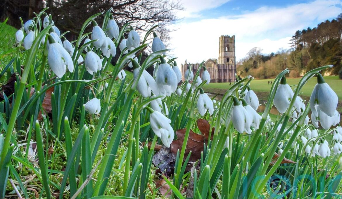 Top gardens to view snowdrops this winter Top gardens to view snowdrops this winter