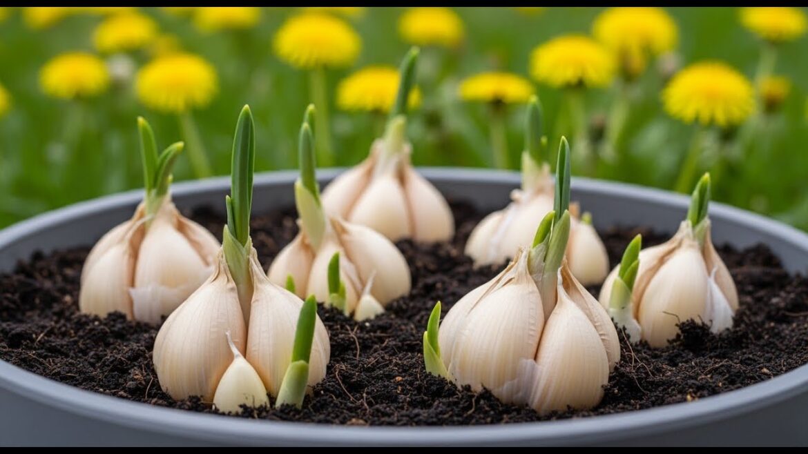 How To Grow Garlic In Containers At Home : Complete Container Gardening Guide How To Grow Garlic In Containers At Home : Complete Container Gardening Guide