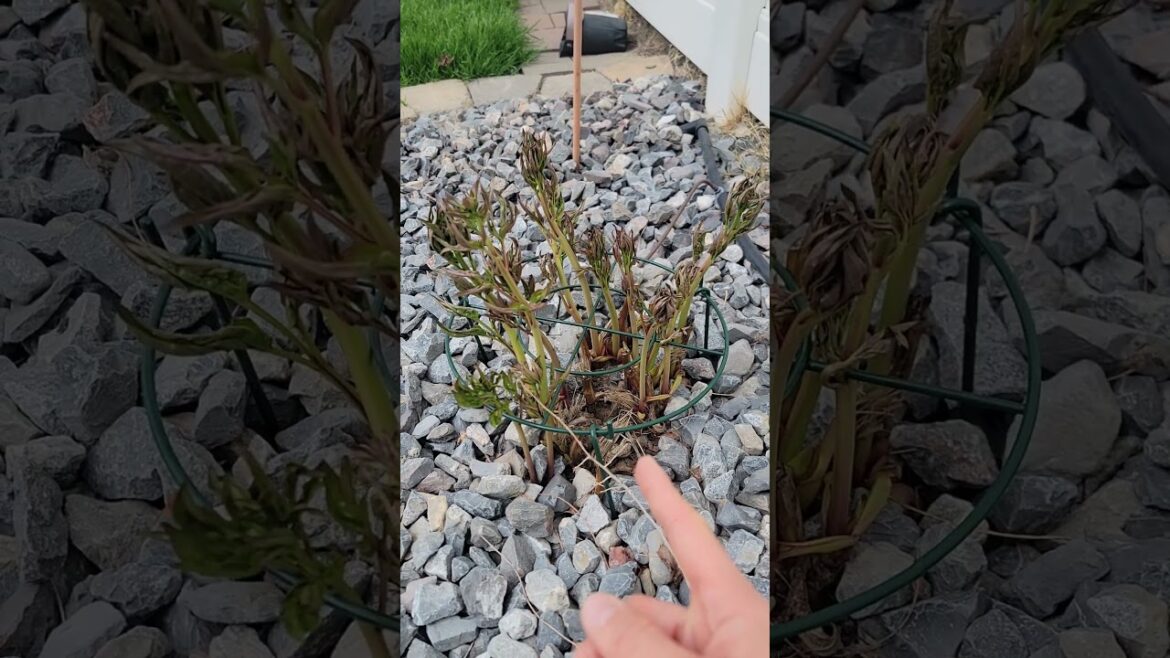 Grow Through Plant Supports Review! 🌸 Perfect for Peonies & Roses! 🪴