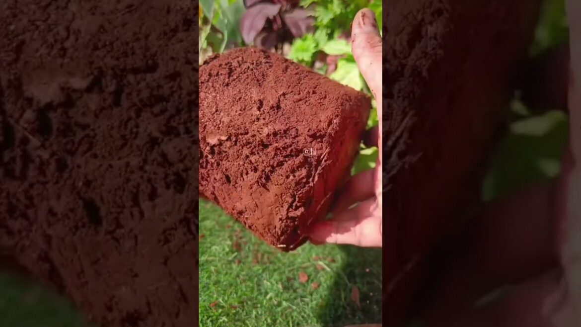 Gardening tips for healthy plants ๐ฑ๐#plantcare #hack#shorts#bloomyesha Gardening tips for healthy plants ๐ฑ๐#plantcare #hack#shorts#bloomyesha