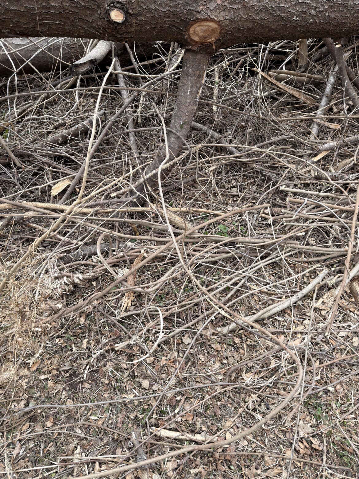 Can anyone give me advice? Had a terrible Wisteria invasion + 3 fallen trees due to storms. Can anyone give me advice? Had a terrible Wisteria invasion + 3 fallen trees due to storms.