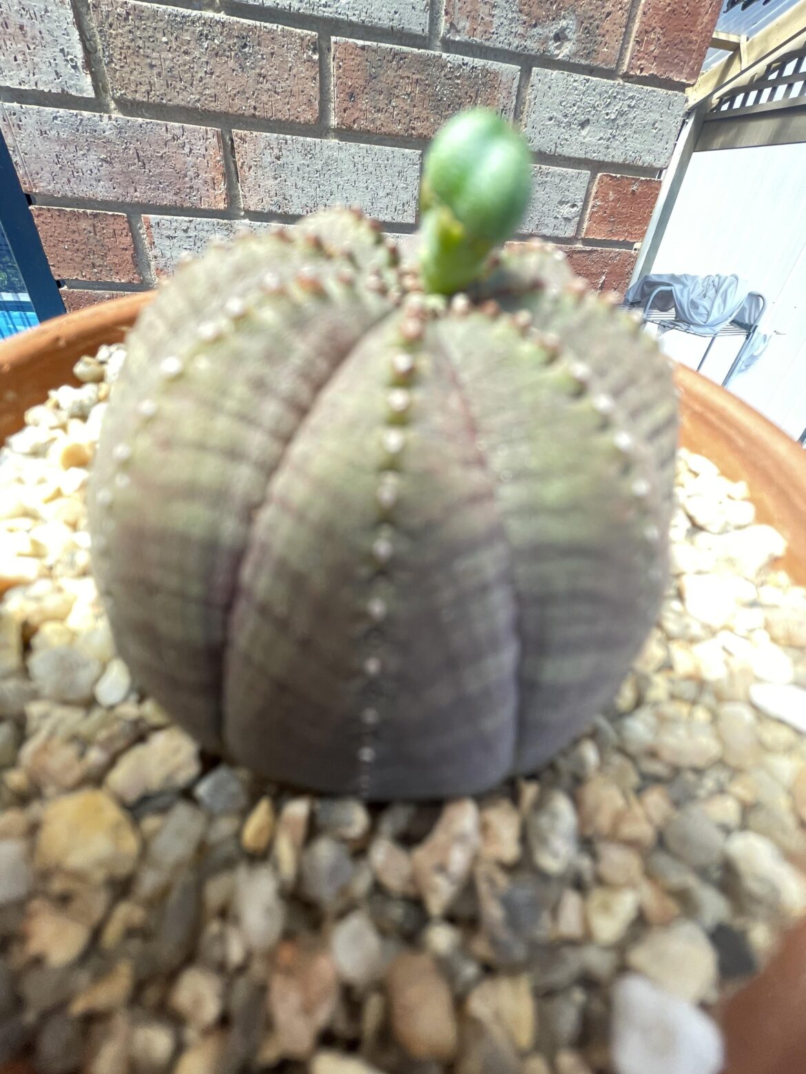 What euphorbia species can hybridise? What euphorbia species can hybridise?