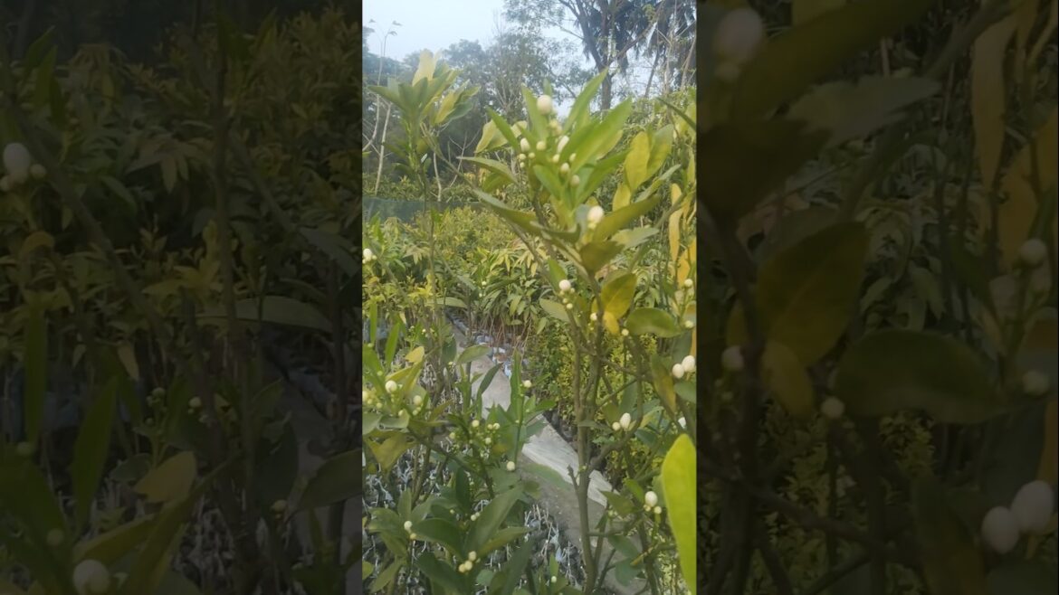 Misorio malta amazing flower #shorts #shortvideo #viral Misorio malta amazing flower #shorts #shortvideo #viral