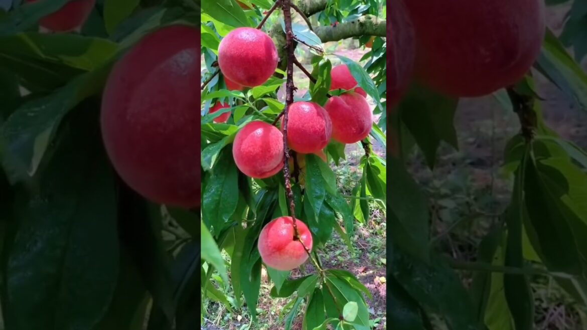 Fruits cutting video #facts #youtubeshorts #fruit #shorts #viral Fruits cutting video #facts #youtubeshorts #fruit #shorts #viral