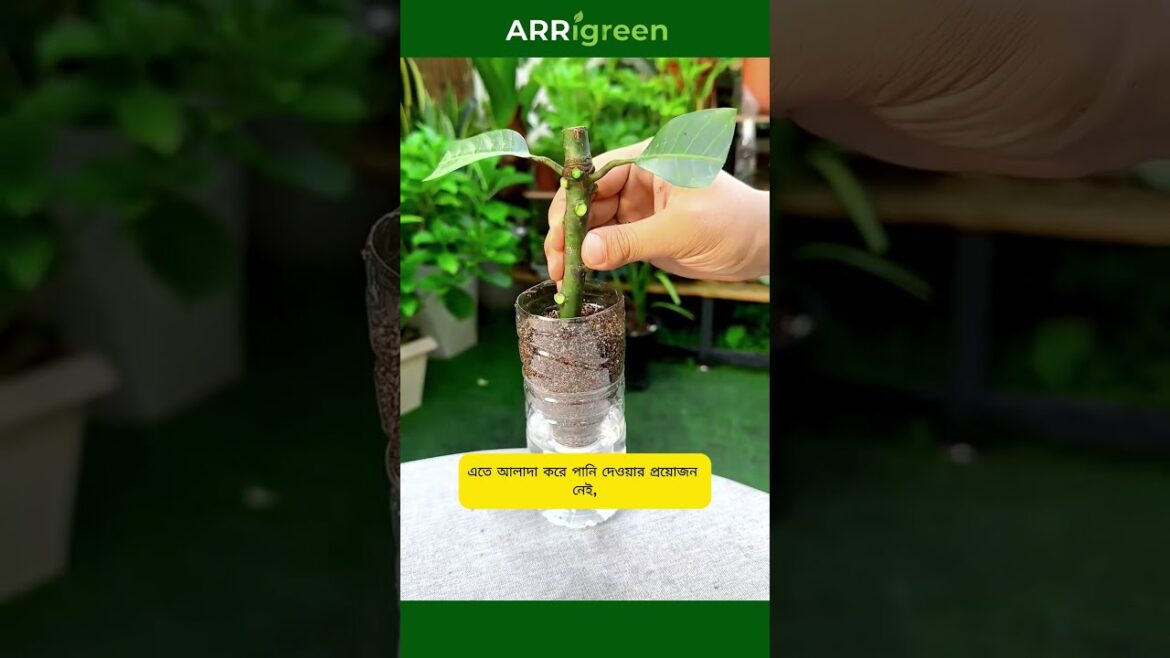 Grow a Mango Tree for Free 🌱 | Water Bottle Cutting Method (30 Days Rooting) Grow a Mango Tree for Free 🌱 | Water Bottle Cutting Method (30 Days Rooting)