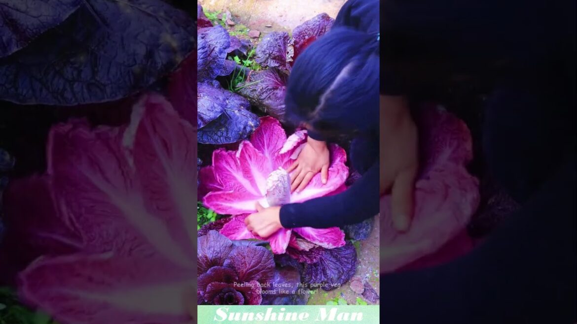 Peeling back leaves, this purple veg blooms like a flower! #vegetable #gardening