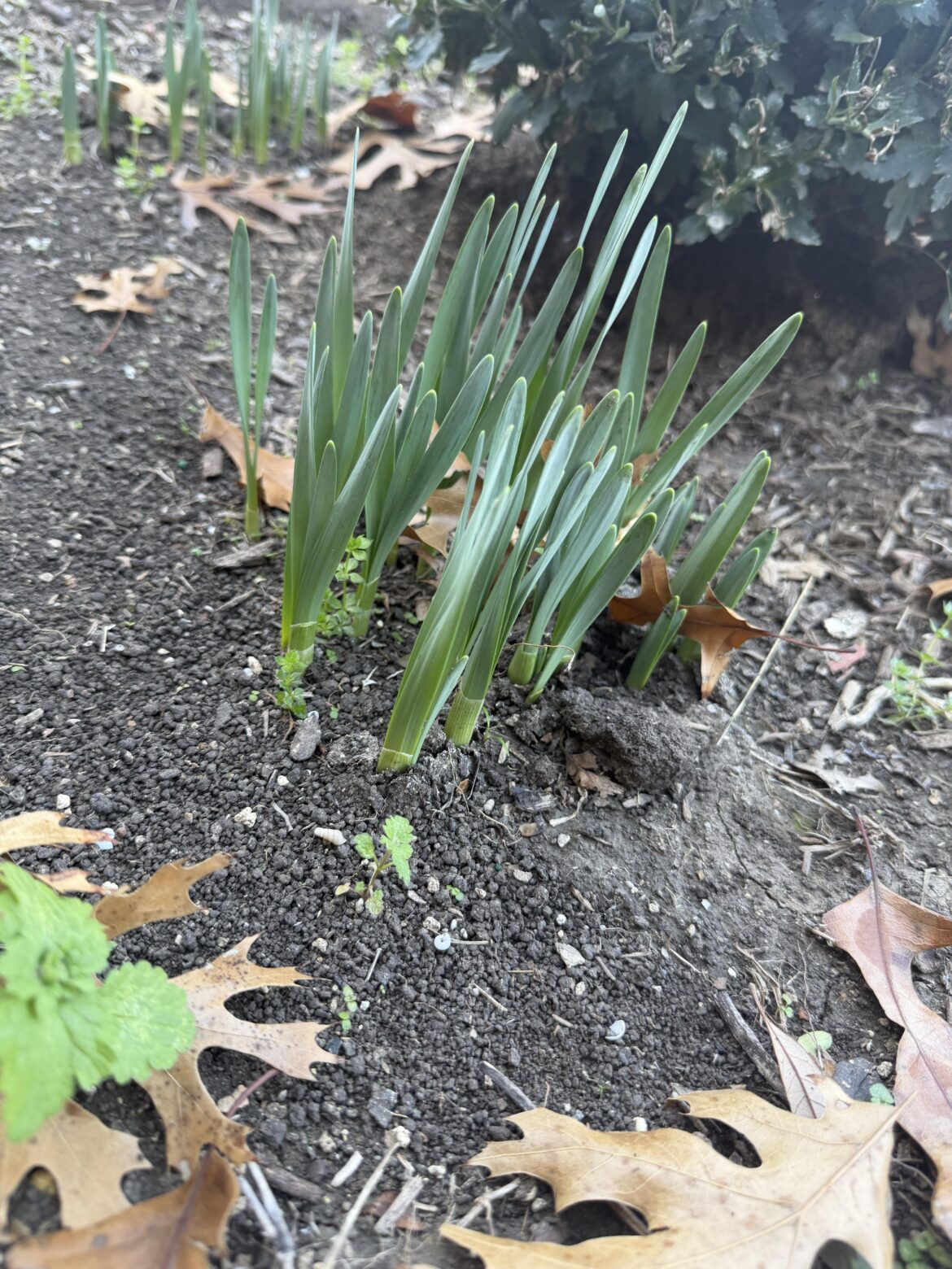 Anyone know what this plant is?