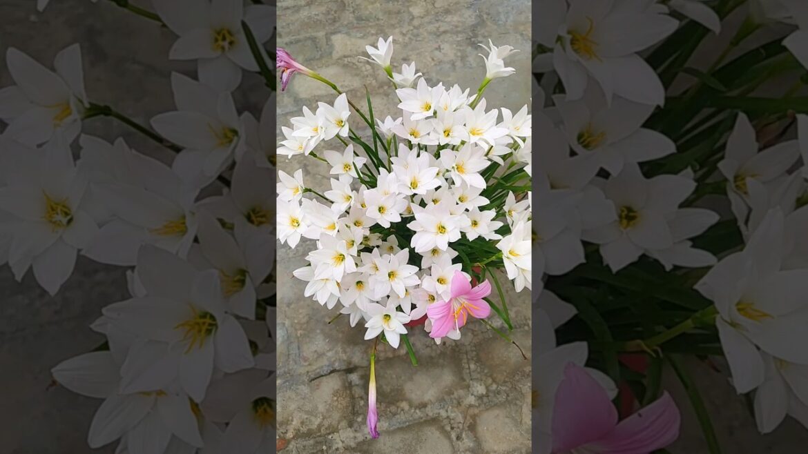 How to get heavy Flowering on Rain Lily #2024 #gardening #summergarden #rainliy #flowers