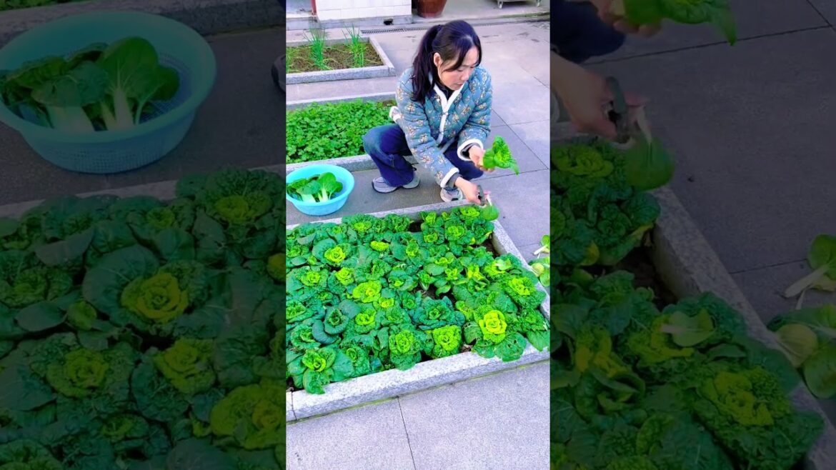 農村院子裡種菜養花，能欣賞也能吃。 #種菜要有種菜的樣子 #有機蔬菜 #小菜園