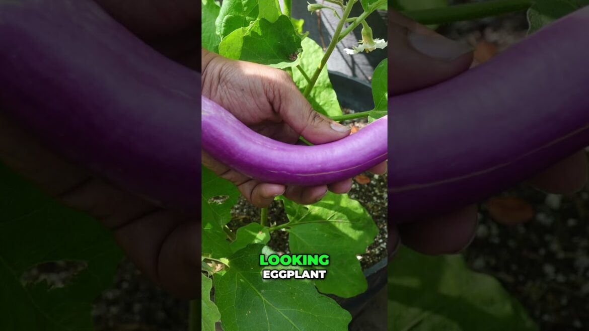 Kashmir Eggplant: Beautiful, Unique Indian Variety Explained #shorts