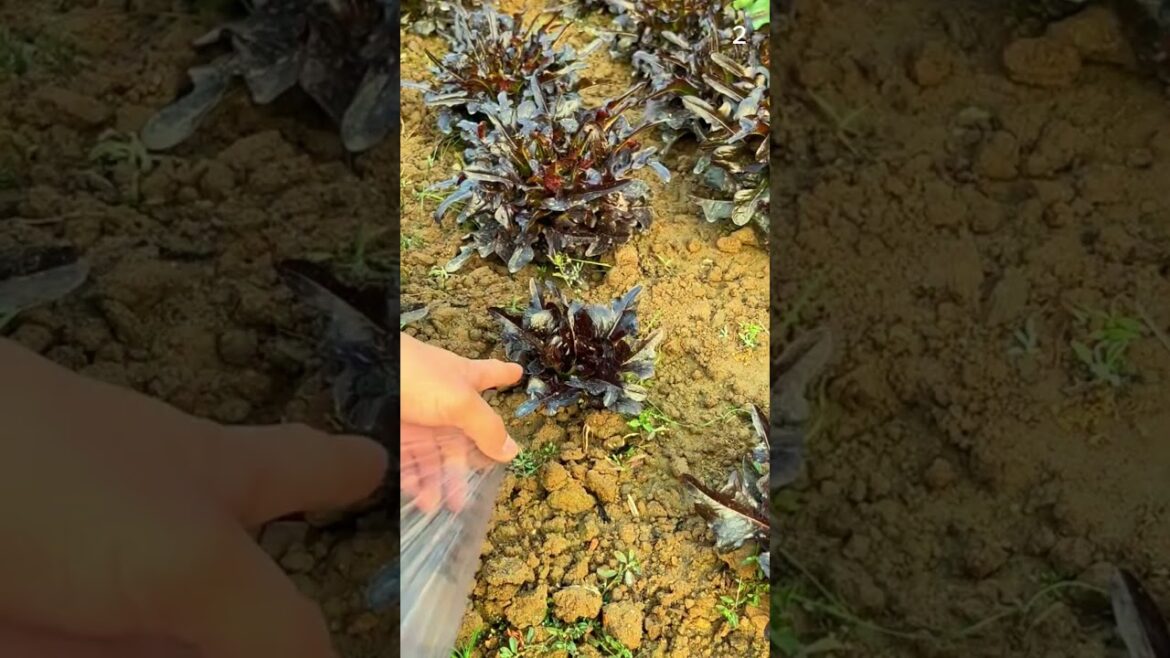 Alat sederhana yang dapat menutup tanaman dengan mudah #shorts