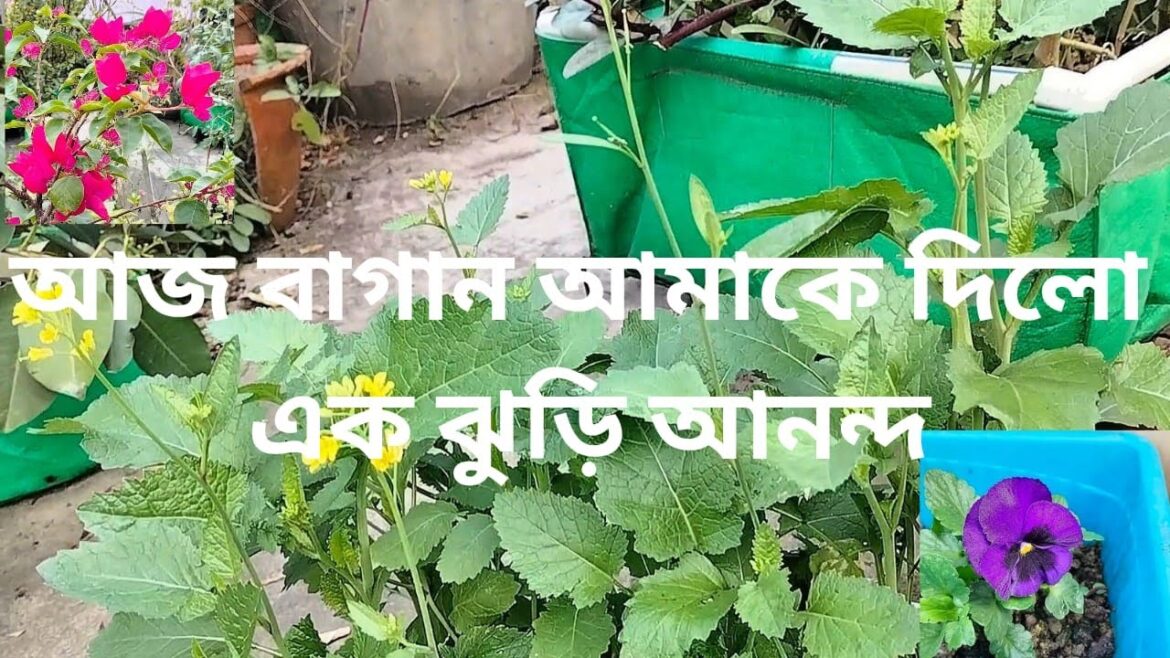 Garden bursting with life | massive harvest haul | #greenrooftop #garden