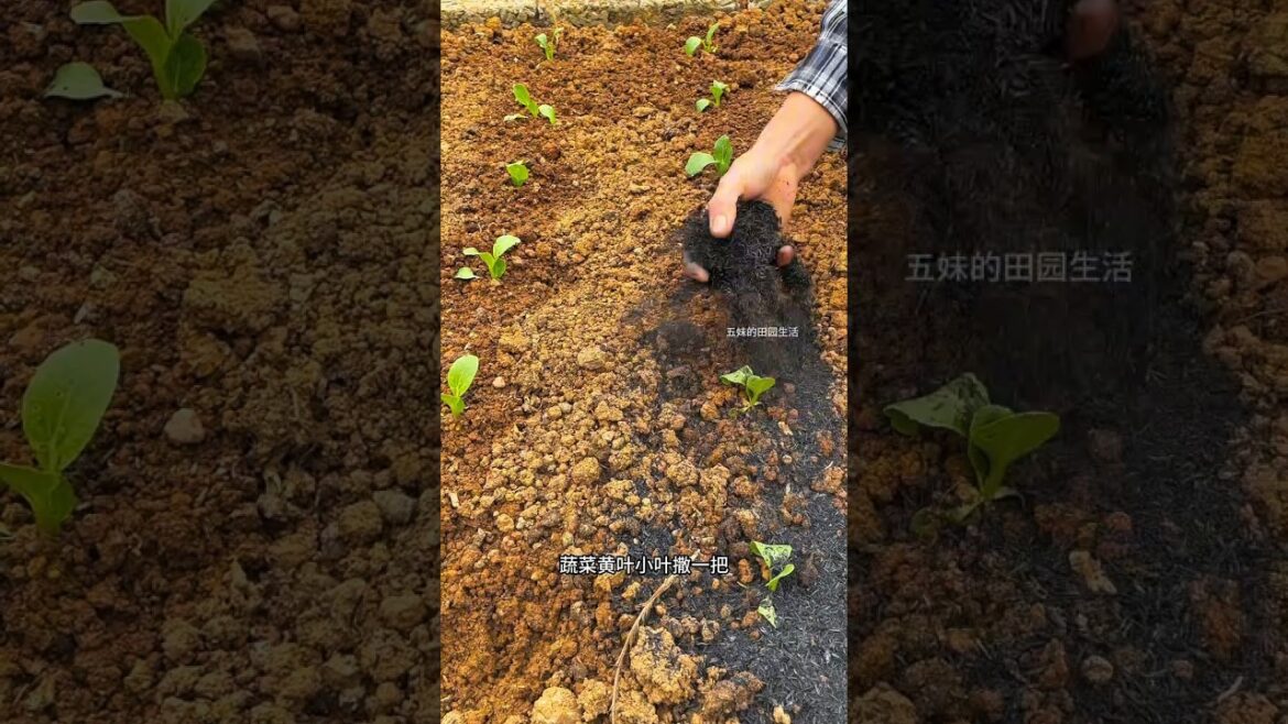 Wood ash is a versatile fertilizer for vegetable gardening, making it an essential treasure for...