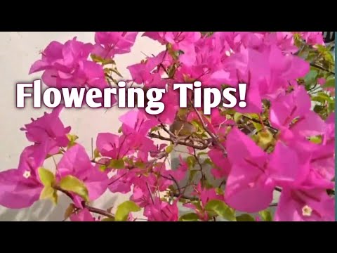 Bougainvillea plant care | Bougainvillia flowers tips How to get healthy Bougainvillea flower plant Bougainvillea plant care | Bougainvillia flowers tips How to get healthy Bougainvillea flower plant