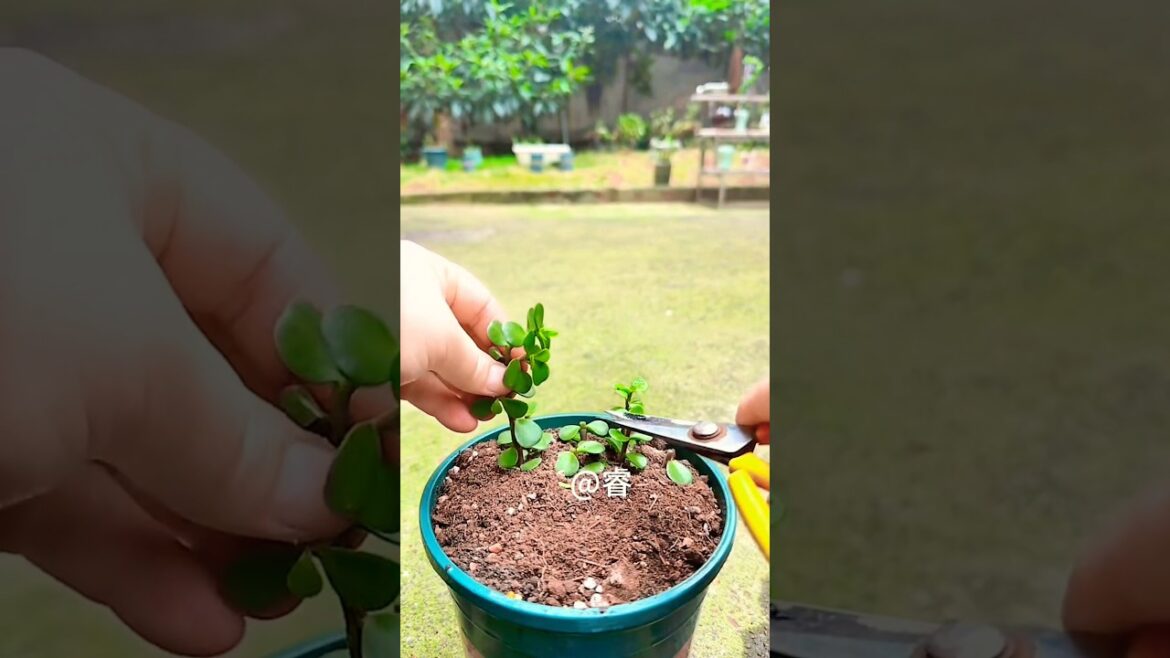 jade plant Gardening Tips | jade decoration plant | natural plant part 2508