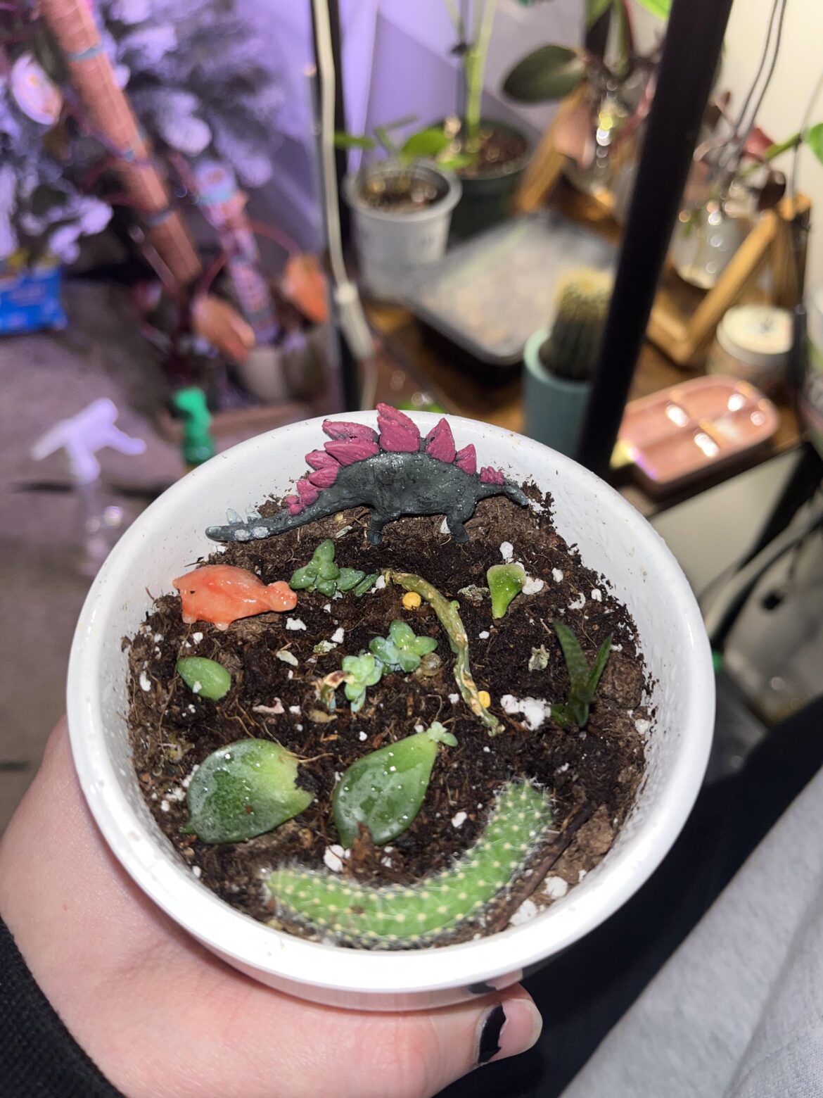 Anyone else have a misc. succulent soup ?