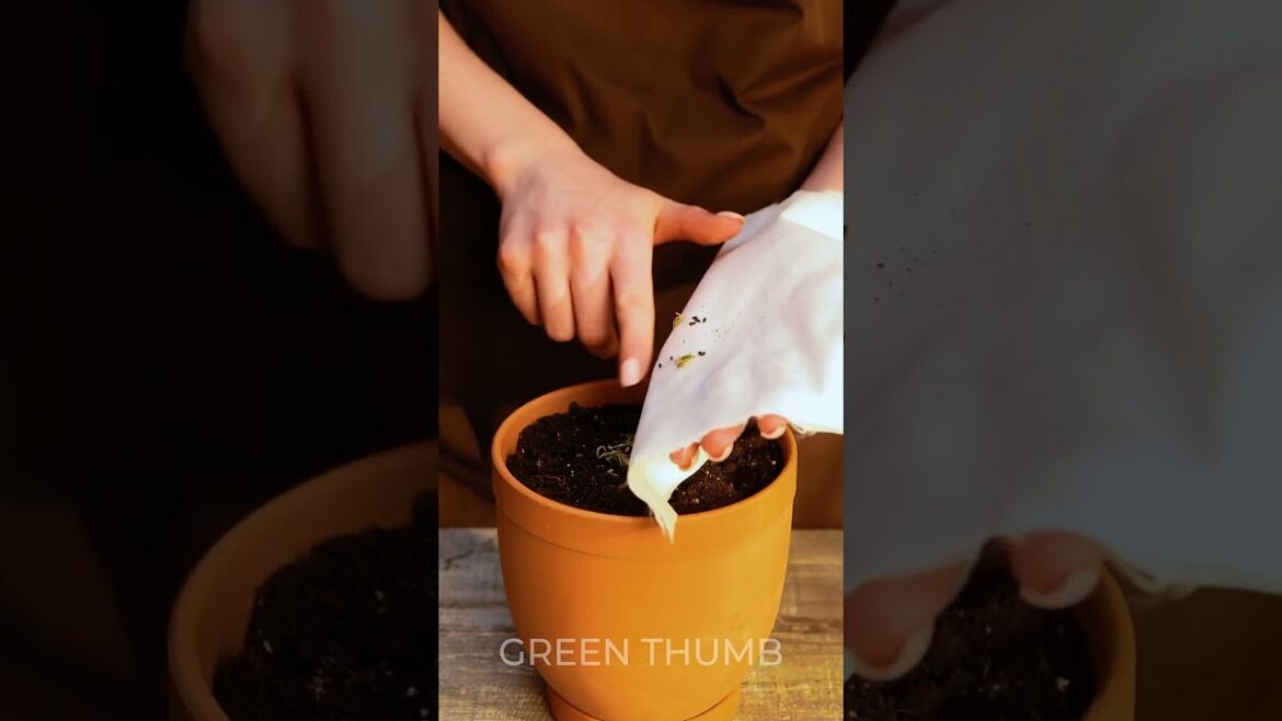 How to Grow Kiwi at Home 🥝 How to Grow Kiwi at Home 🥝