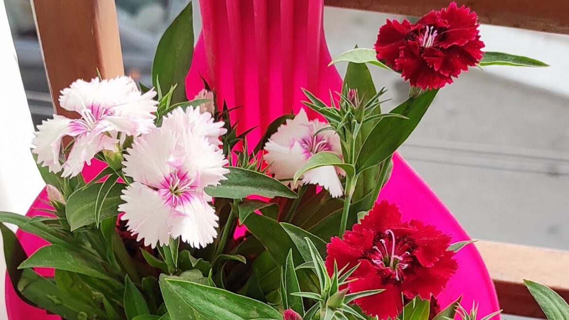 Hobby gardener🪴 is live lets talk plants care tips & fertilizer #viral #livechat #live