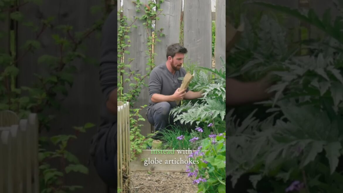 Eat Your Globe Artichoke Stems! #gardeningideas