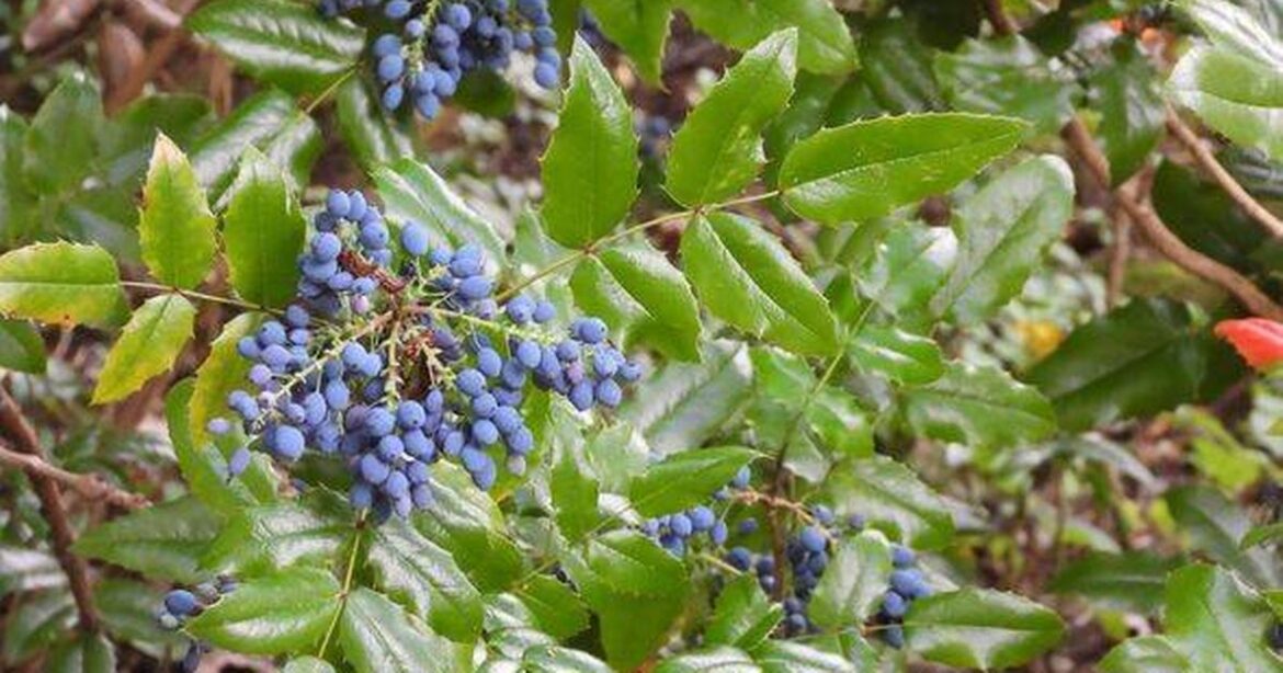 Gardener says ‘January is the absolute worst time’ as he issues plant pruning warning Devon Live