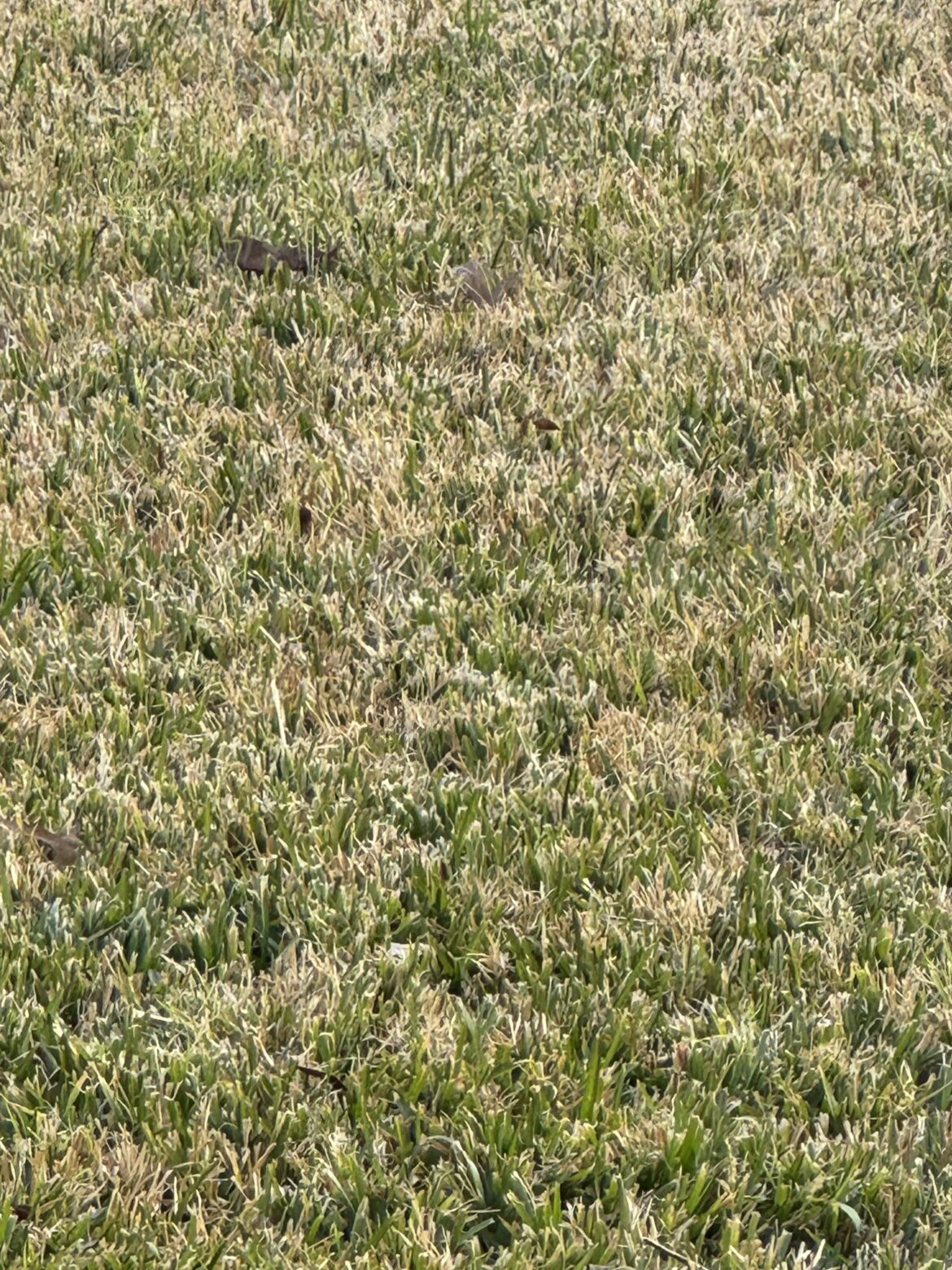 New homeowner here. Does my grass need to be mowed or wait?