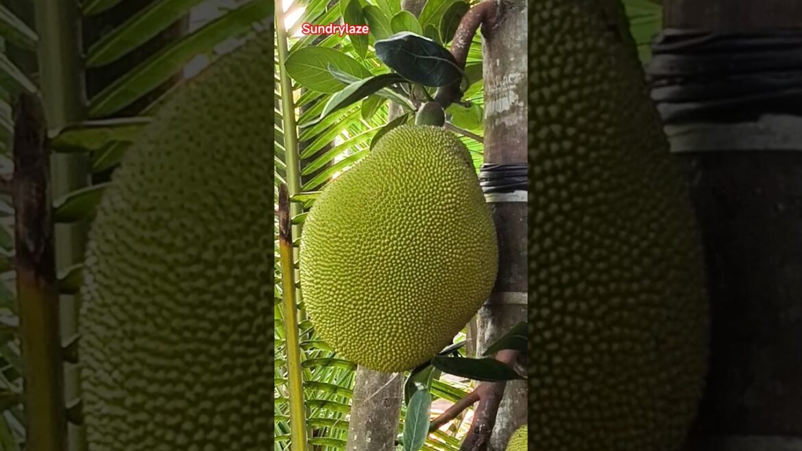 Jackfruit Cutting #jackfruit #jackfruitcutting #jackfruitlovers #fruit #jackfruittree #garden#shorts