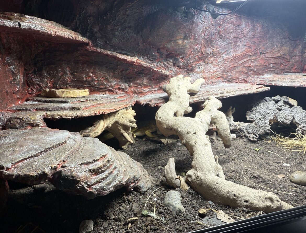 What are some things to add to make my vivarium better?