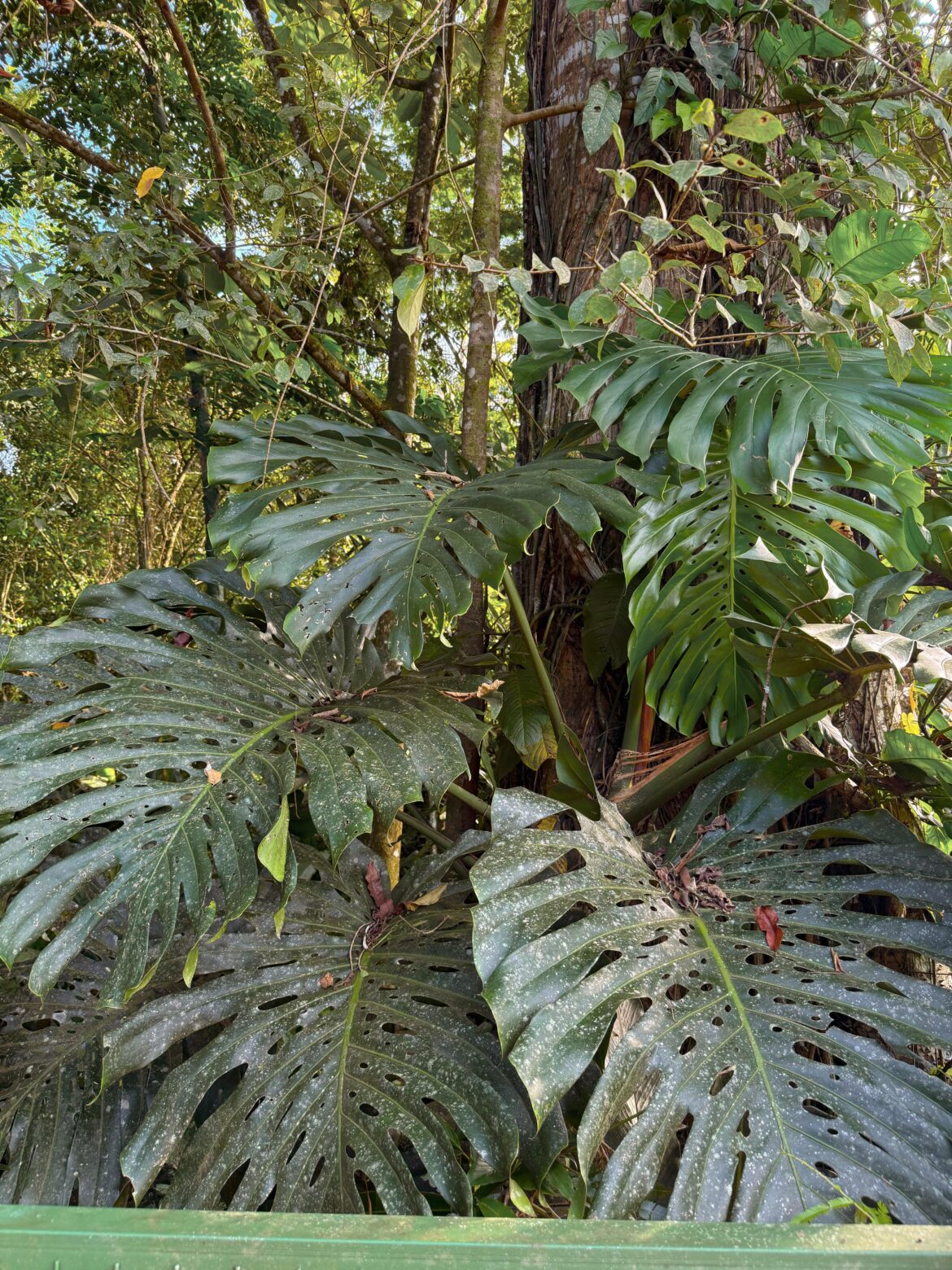 Costa Rican Monstera