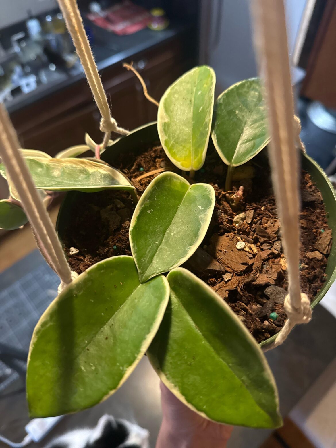 Currently murdering my lovely Hoya (help a noob) Currently murdering my lovely Hoya (help a noob)