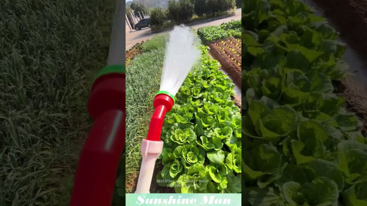 Watering vegetables: moist soil boosts yield! #vegetable #gardening