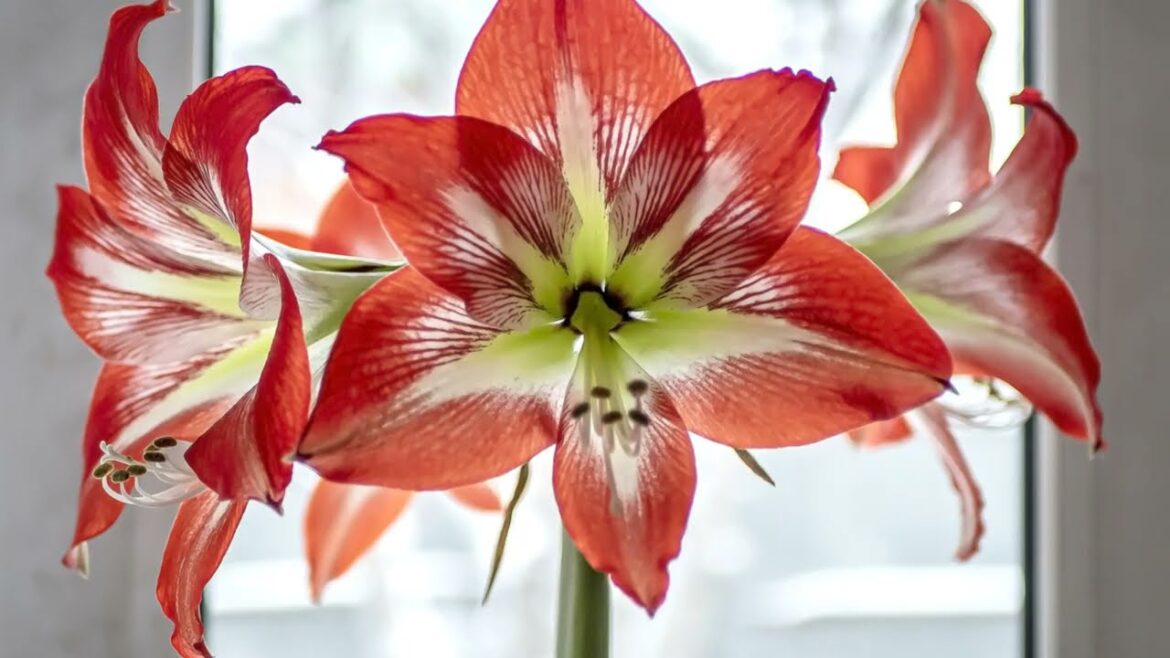 Do THIS After Blooming for Bigger Amaryllis