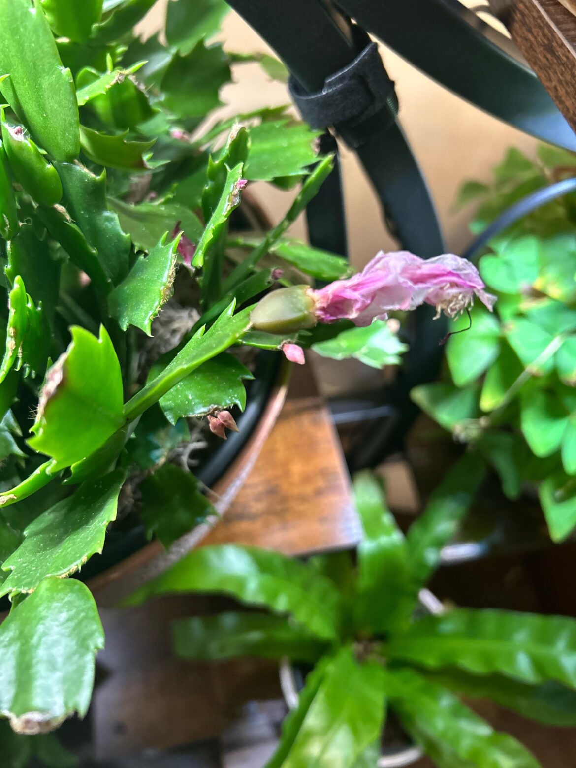 Did I actually get a seed pod from my Christmas cactus…?!