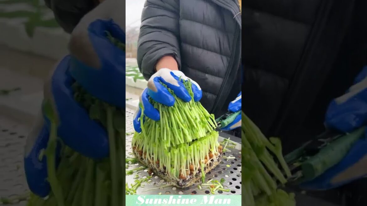 Sprout harvesting: quick, soil-free greens! #gardening #vegetable Sprout harvesting: quick, soil-free greens! #gardening #vegetable