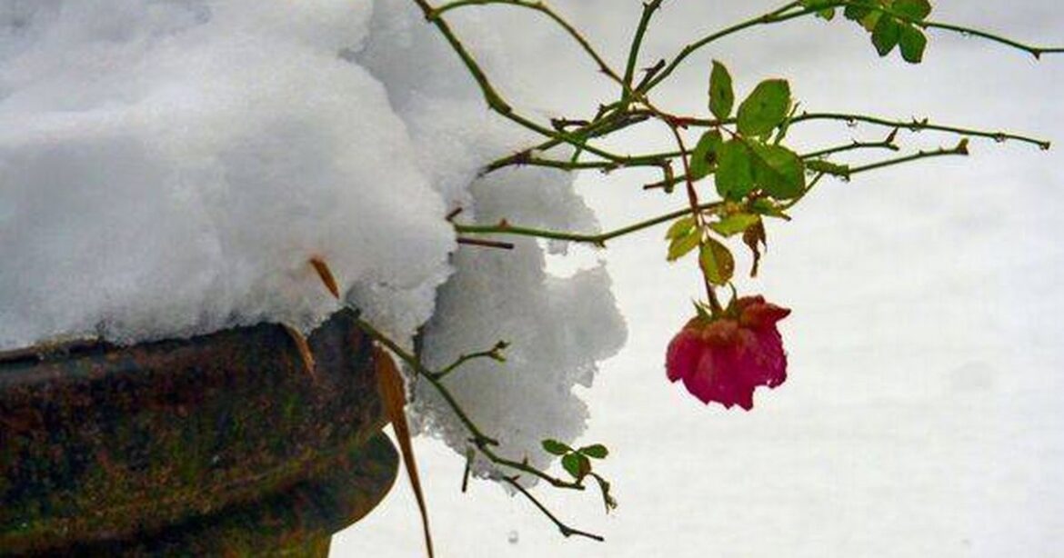 Snow can damage roses quickly – but one simple item can help keep flowers safe Daily Mirror