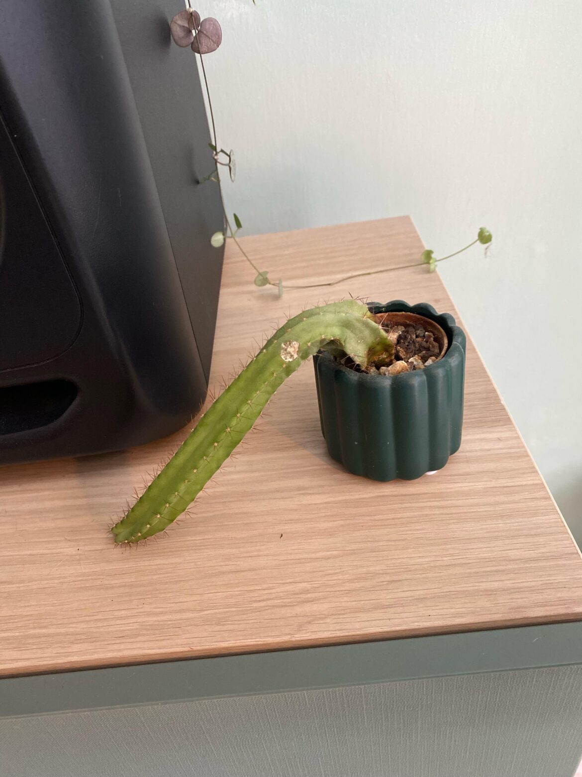 Sad cactus – any advice? Sad cactus - any advice?