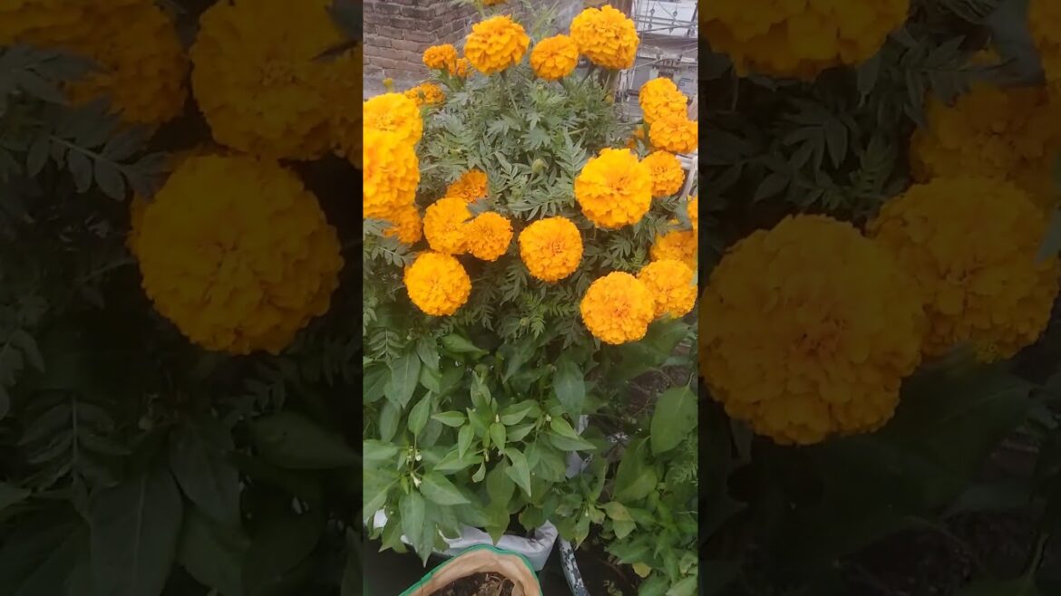 ## dahlia and genda plant home made fertilizer in winters## cow dung ash aka chule ki rakh  use ##