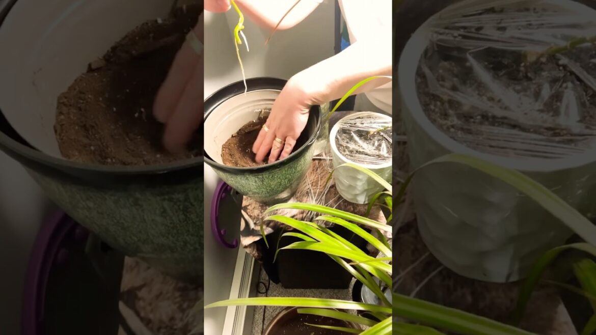 #propogate #pothos #propogation #gardening #thethreemusketeers #amos #trends #tiktok #shorts