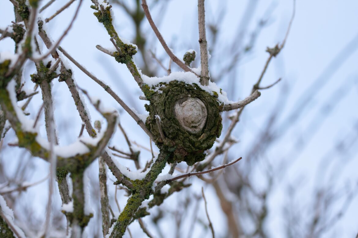 Strange growth: Crown gall?