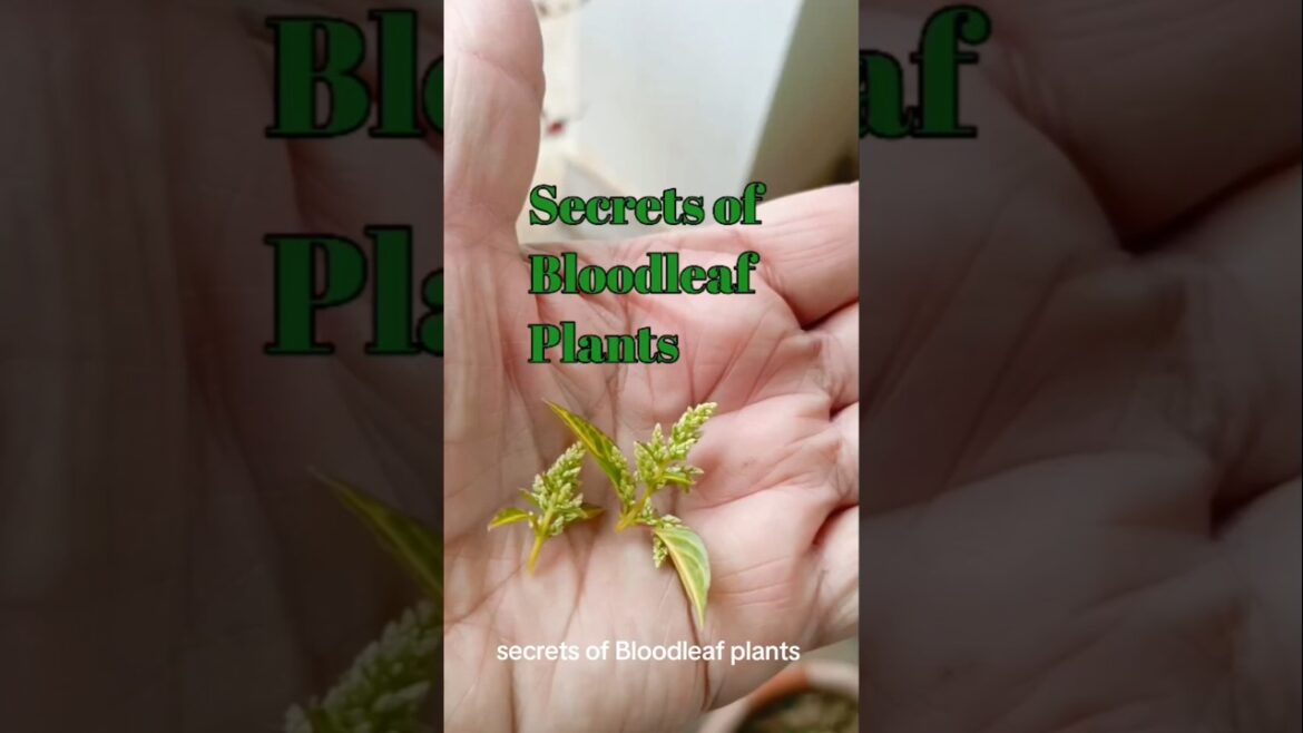 DON’T WAIT! Apply this trick on Bloodleaf plant In JANUARY NOW! Secret #shortvideo #plants #garden DON'T WAIT! Apply this trick on Bloodleaf plant In JANUARY NOW! Secret #shortvideo #plants #garden