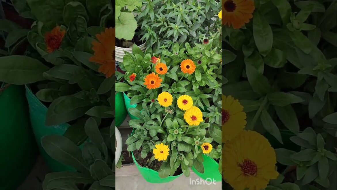 #trending #flowers #garden #ytshorts #dogs