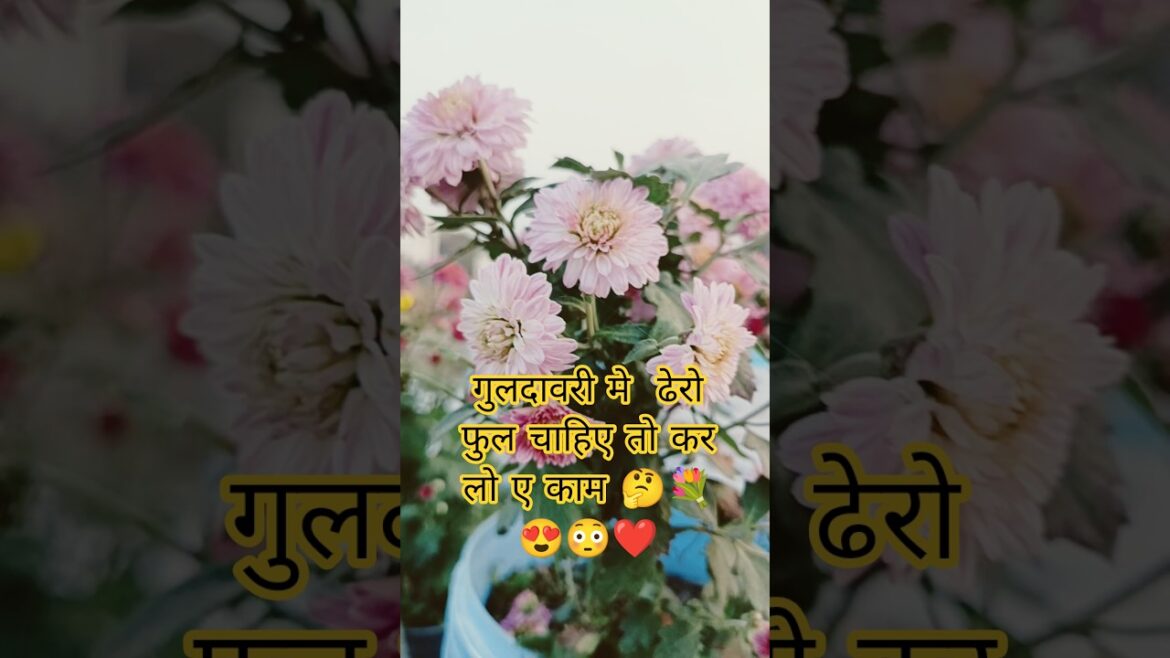 गुलदावरी में फुल चाहिए तो इन बातों का रखें ध्यान 🌿😳💐#mhacommunity | sevanti | guldavari #shorts #mha गुलदावरी में फुल चाहिए तो इन बातों का रखें ध्यान 🌿😳💐#mhacommunity | sevanti | guldavari #shorts #mha