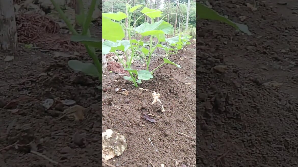 Gardening on the backyard #gardening